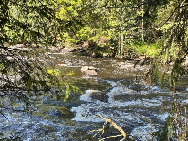rinnvatt en å med vatten som strömmar så det bildas skum, runt stränderna finns barrträd och grönskande lövträd.