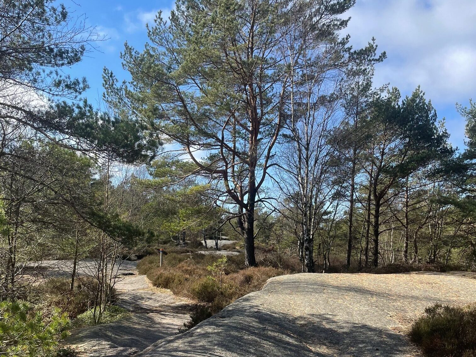 hällmark med barrträd, mot blå himmel.